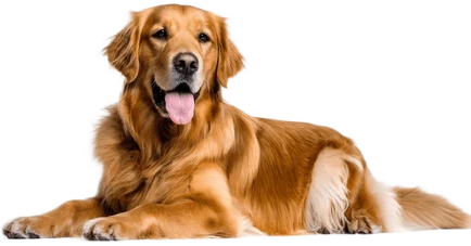 Imagem de cachorro deitado com a língua para fora